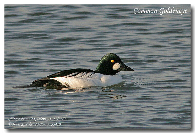 Common Goldeneye male adult