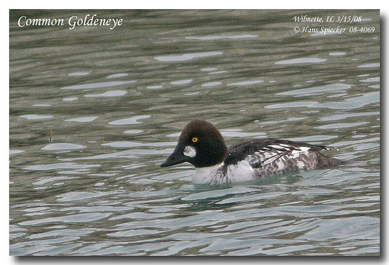 Common Goldeneye female adult