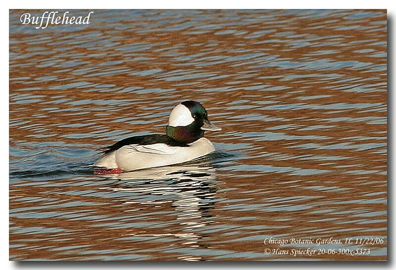 Bufflehead male adult