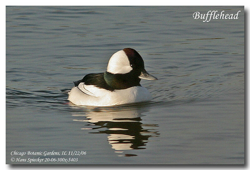 Bufflehead male adult