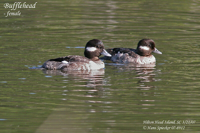 Bufflehead female adult