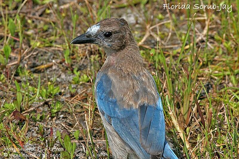 Florida Scrub Jay