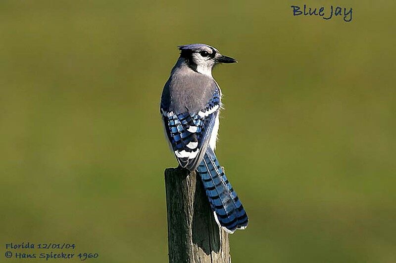 Blue Jay