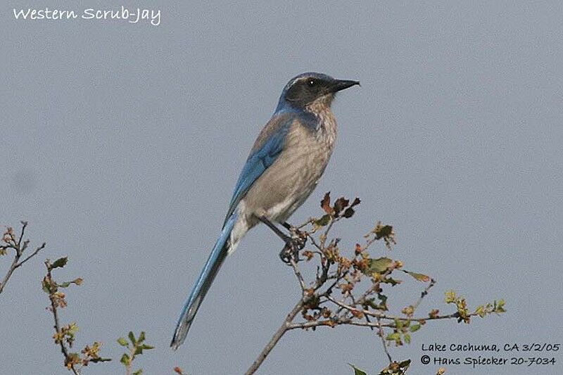 California Scrub Jay