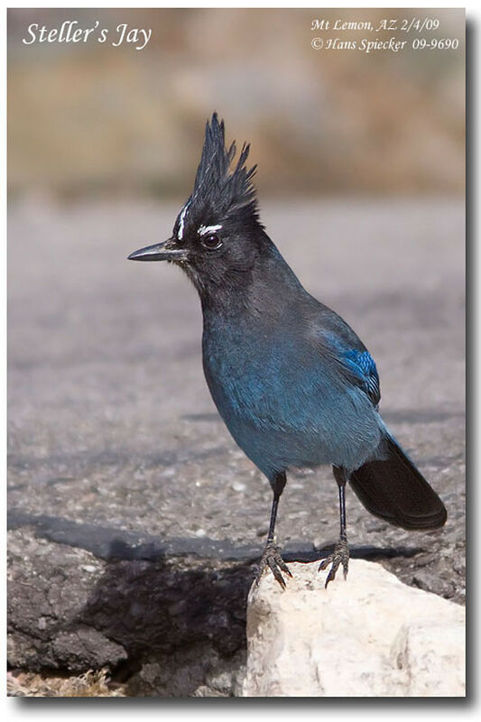 Steller's Jayadult