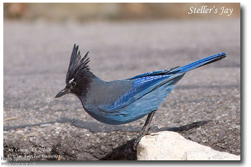 Steller's Jayadult, identification