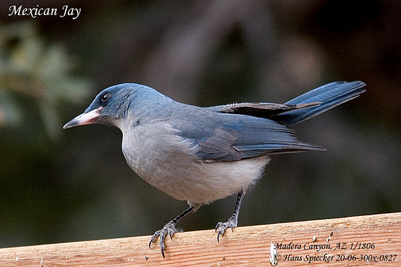 Transvolcanic Jay