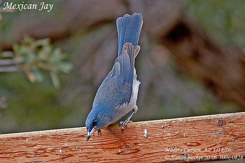 Transvolcanic Jay