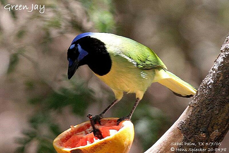 Inca Jay