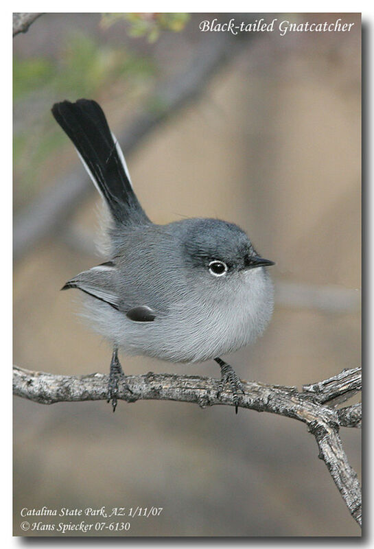 Black-tailed Gnatcatcheradult