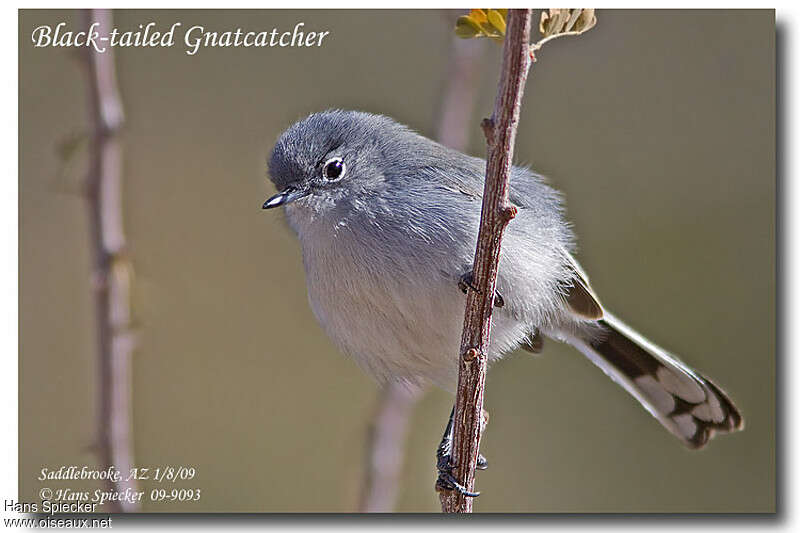 Black-tailed Gnatcatcheradult