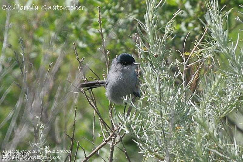 California Gnatcatcher