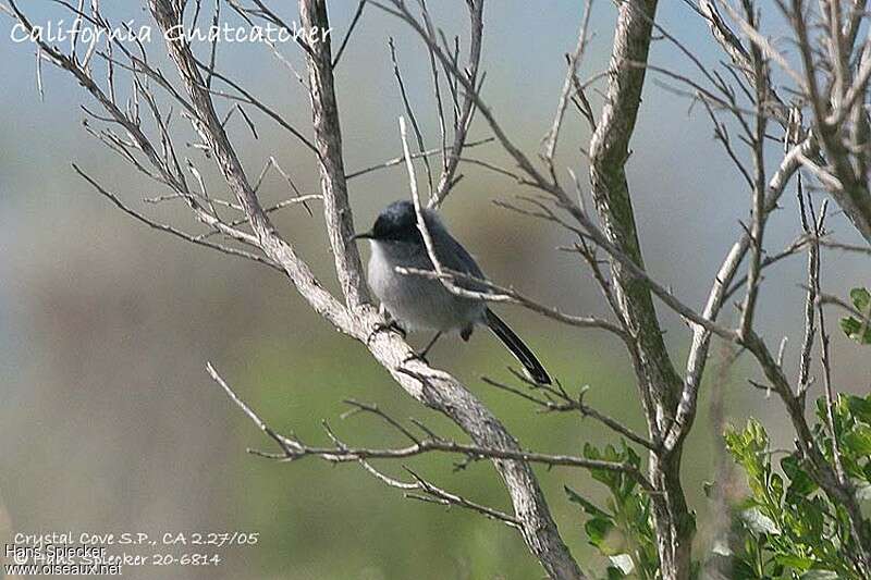 California Gnatcatcher