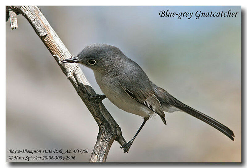 Blue-grey Gnatcatcheradult breeding