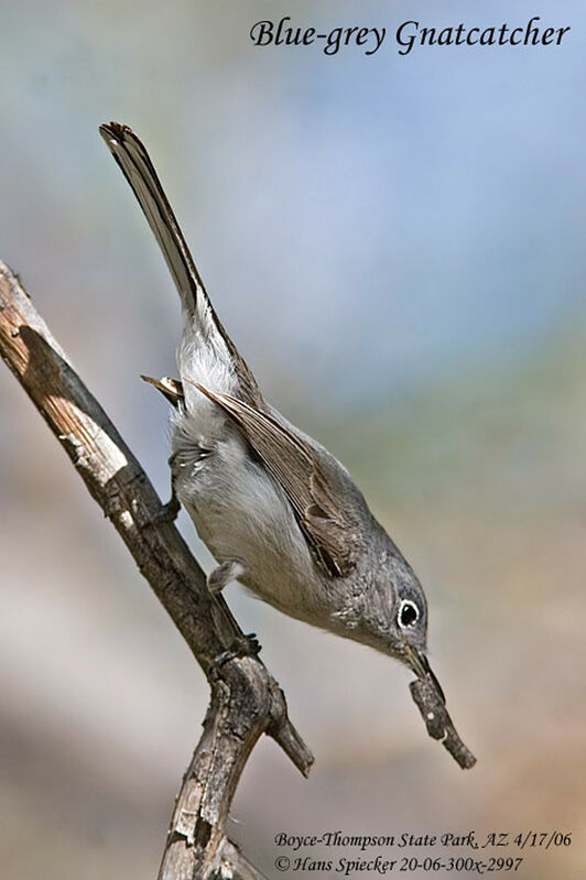 Blue-grey Gnatcatcheradult breeding