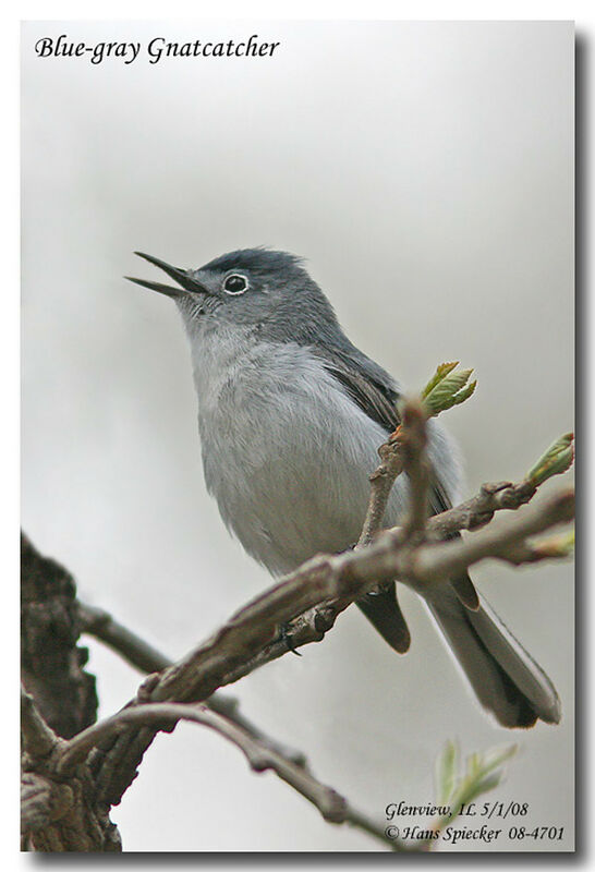 Blue-grey Gnatcatcheradult