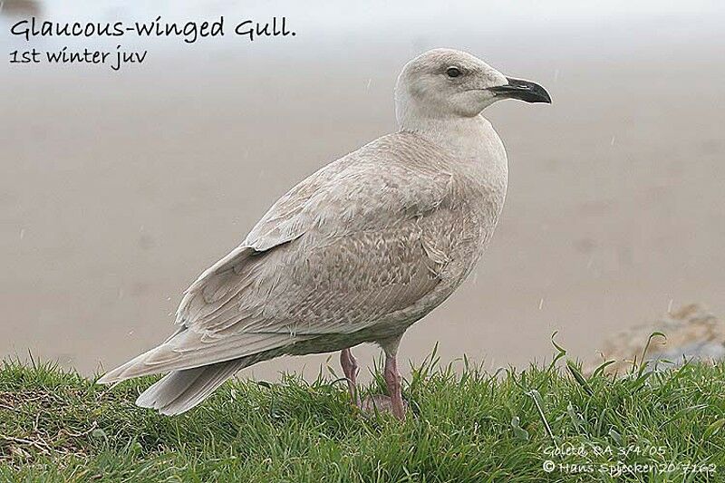 Glaucous-winged Gull