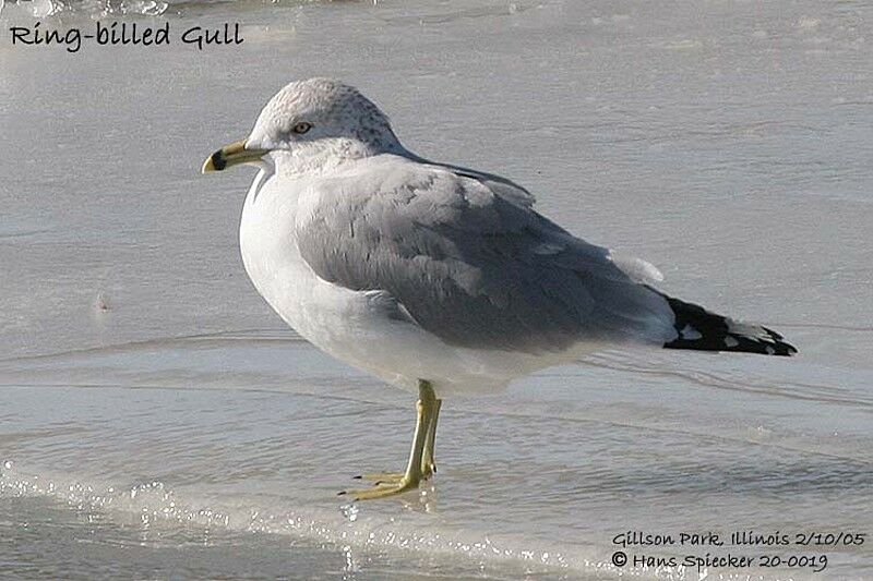 Ring-billed Gull