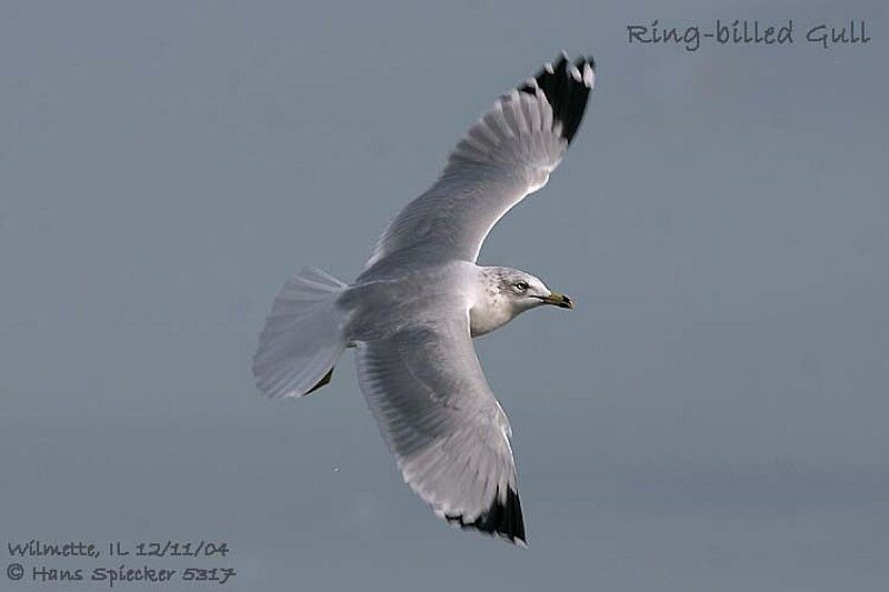 Ring-billed Gull