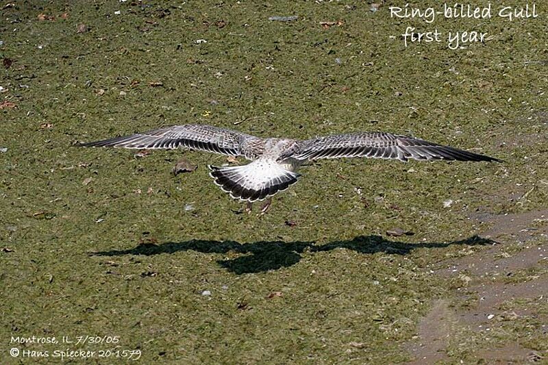 Ring-billed Gull