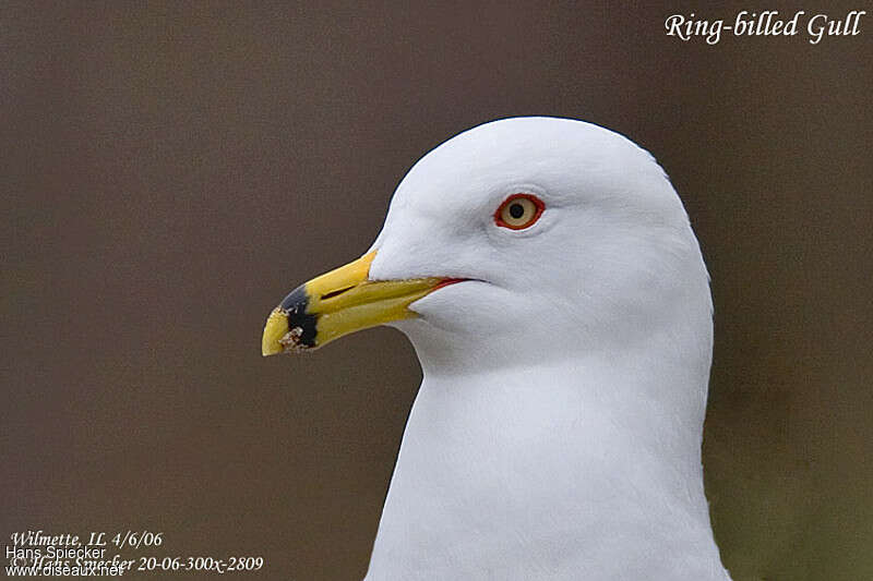 Ring-billed Gulladult breeding, close-up portrait