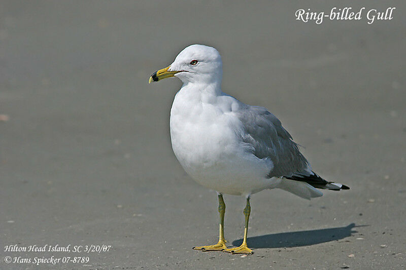 Ring-billed Gulladult