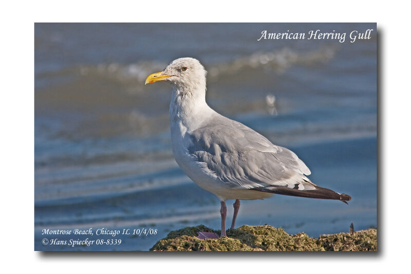 American Herring Gull