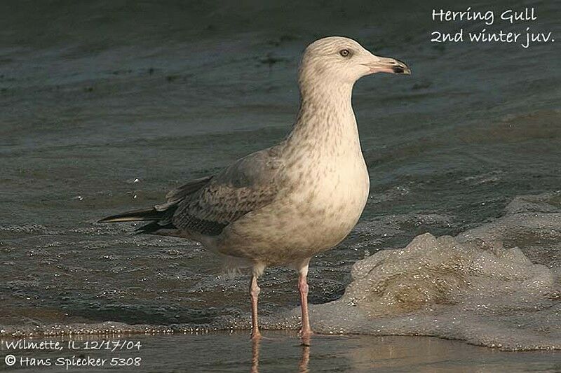 American Herring Gull