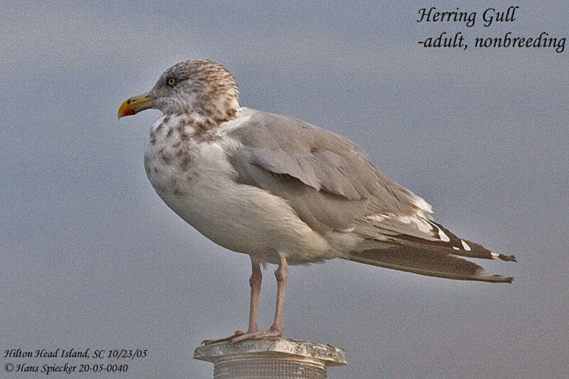 American Herring Gull