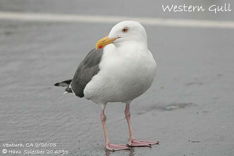 Western Gull