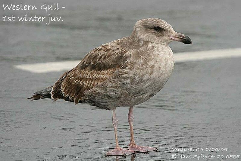 Western Gull