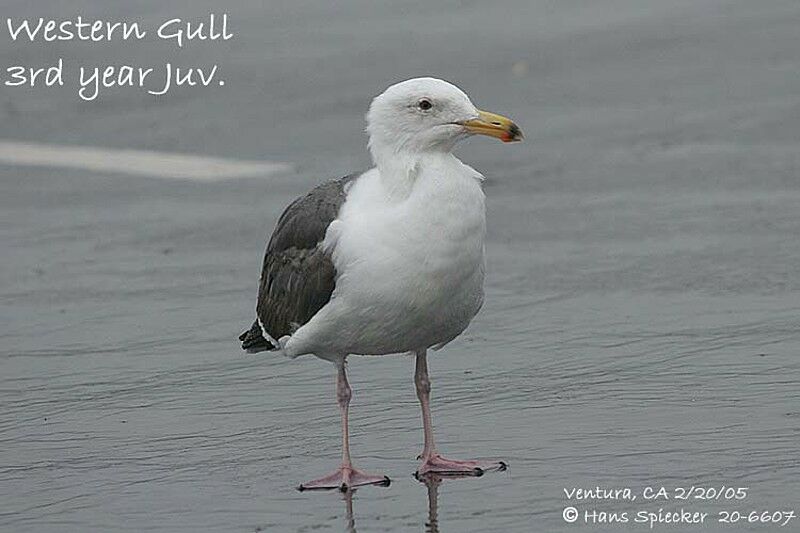 Western Gull