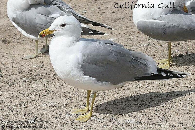 Goéland de Californie