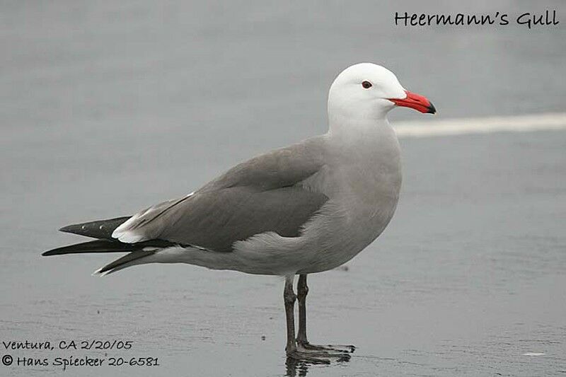 Heermann's Gull