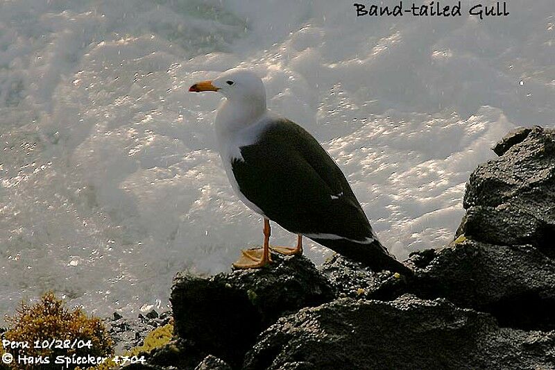 Belcher's Gull