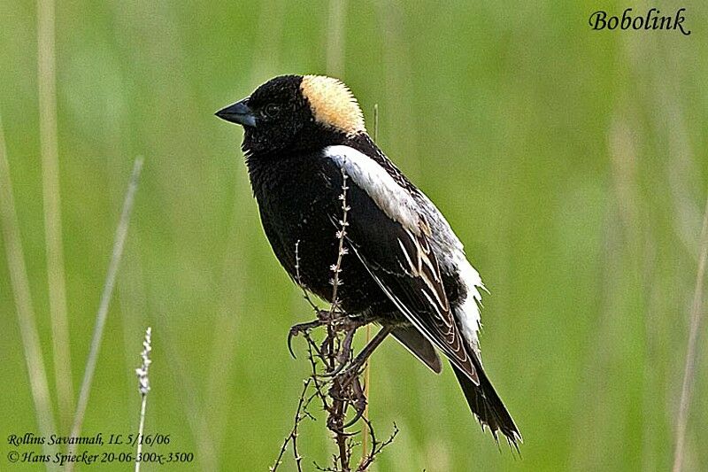 Bobolink male adult post breeding