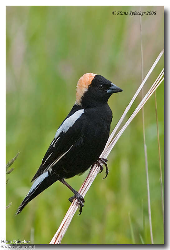 Bobolink male adult breeding, identification