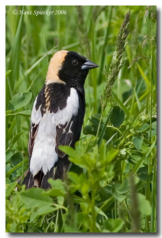 Bobolink male adult breeding