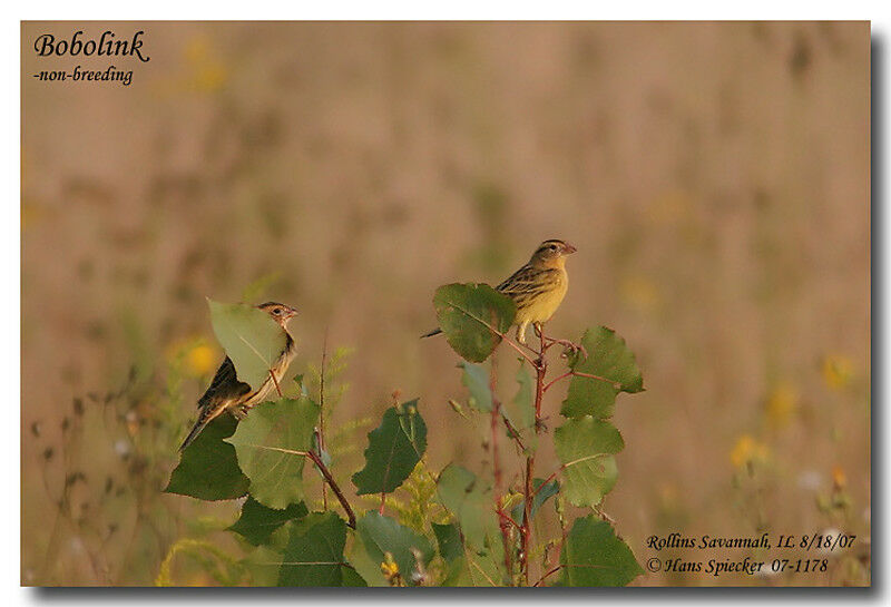 Bobolink