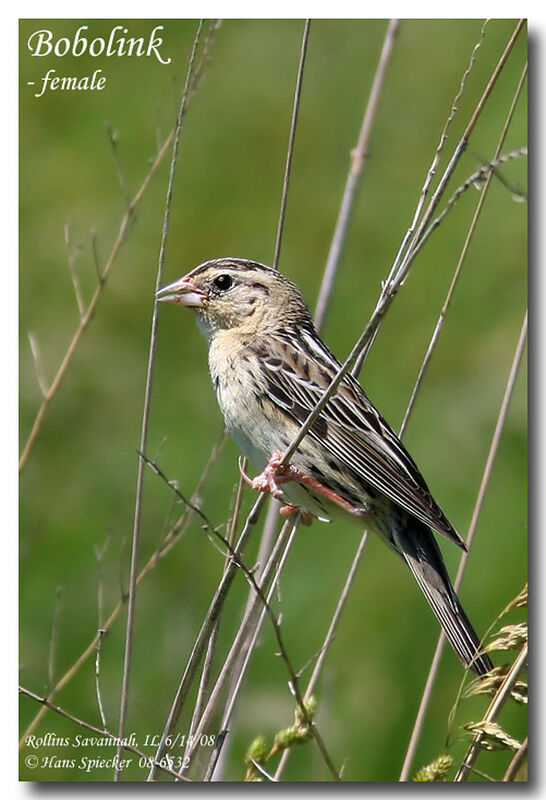 Bobolink female adult