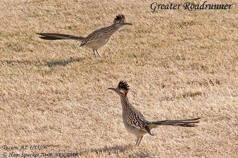 Greater Roadrunner