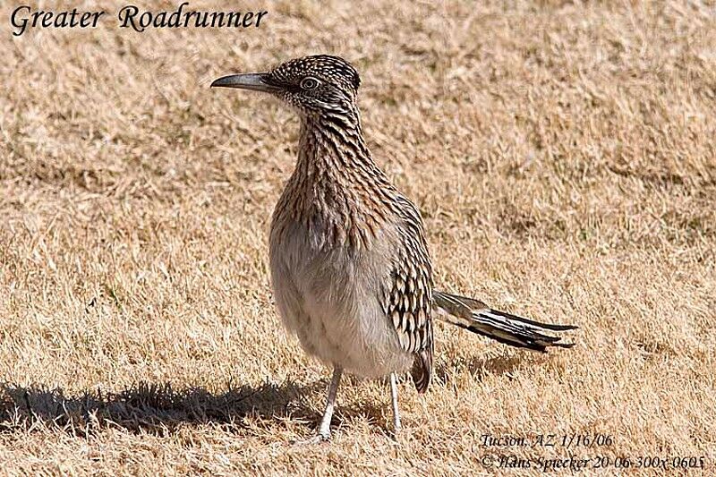 Greater Roadrunner