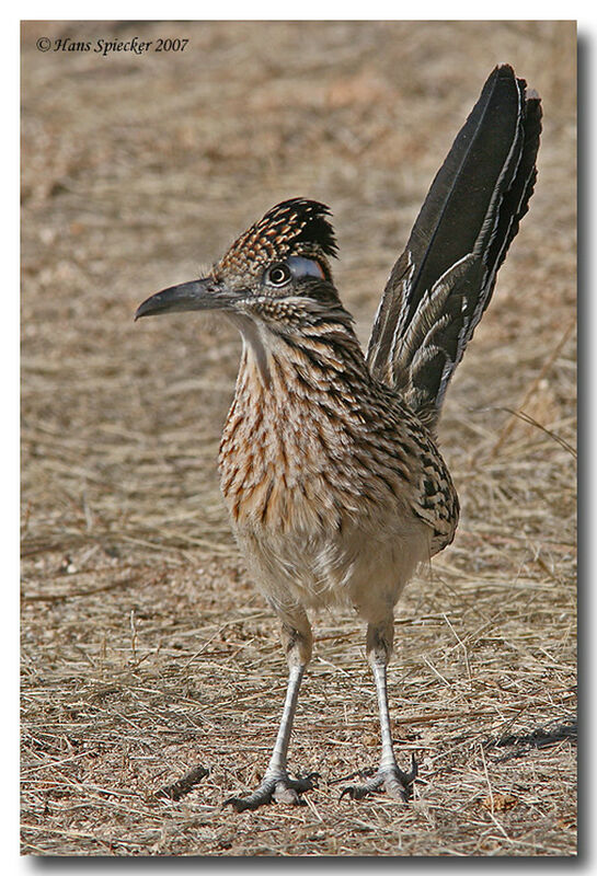 Greater Roadrunneradult