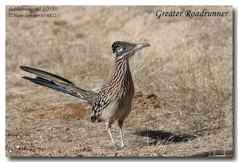 Greater Roadrunneradult