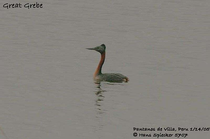 Great Grebe