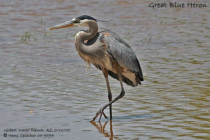 Great Blue Heron