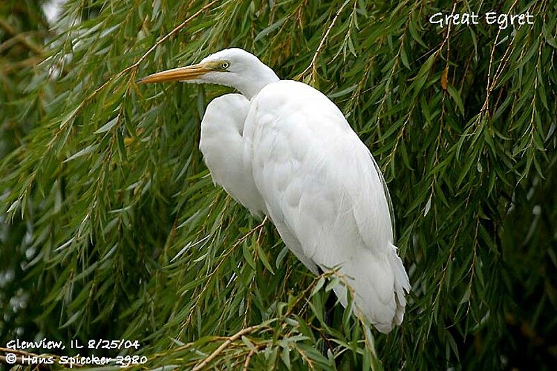 Grande Aigrette