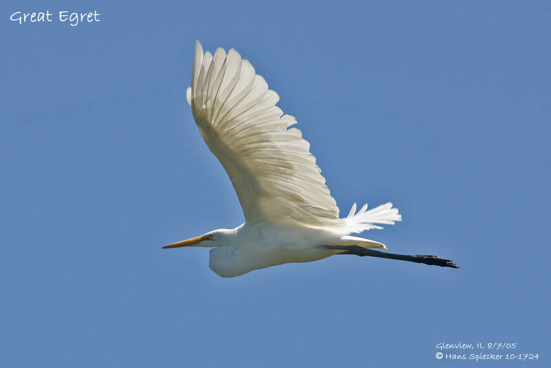 Grande Aigrette