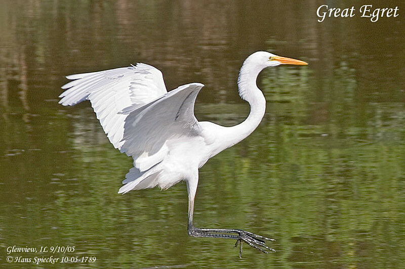 Grande Aigrette