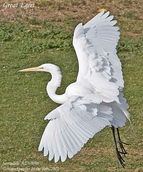 Grande Aigrette